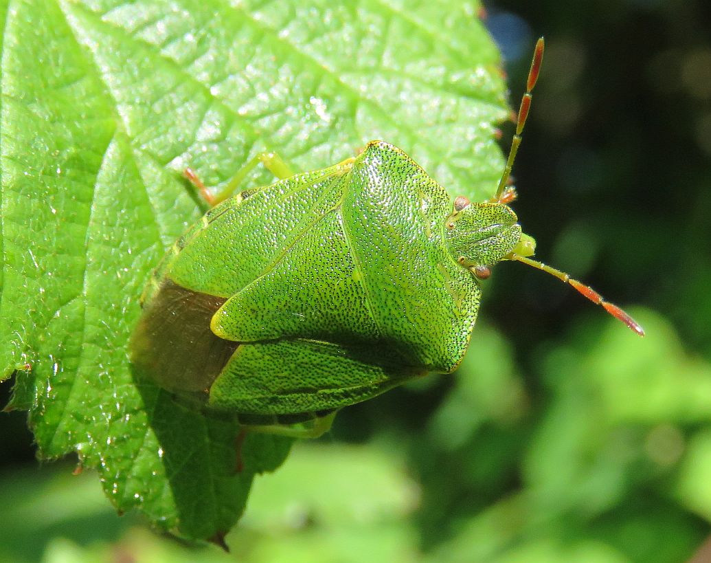  Common Green Shieldbug 